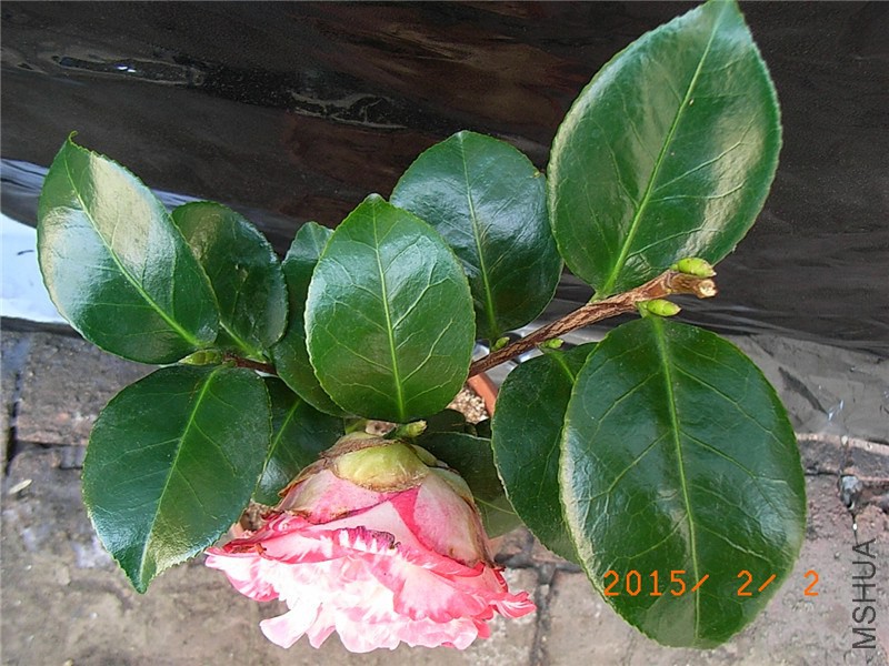 RIMG0015.JPG