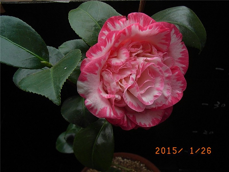 RIMG0305.JPG