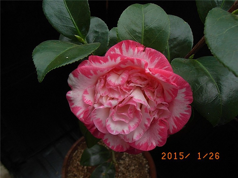 RIMG0306.JPG
