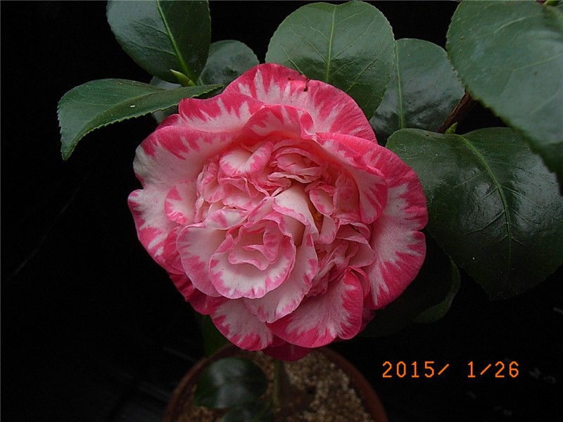 RIMG0307.JPG