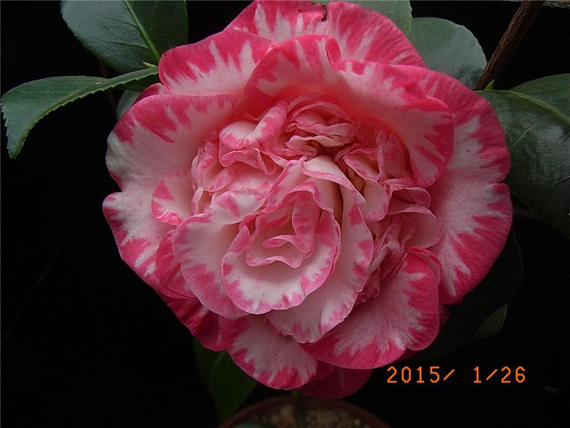 RIMG0308.JPG