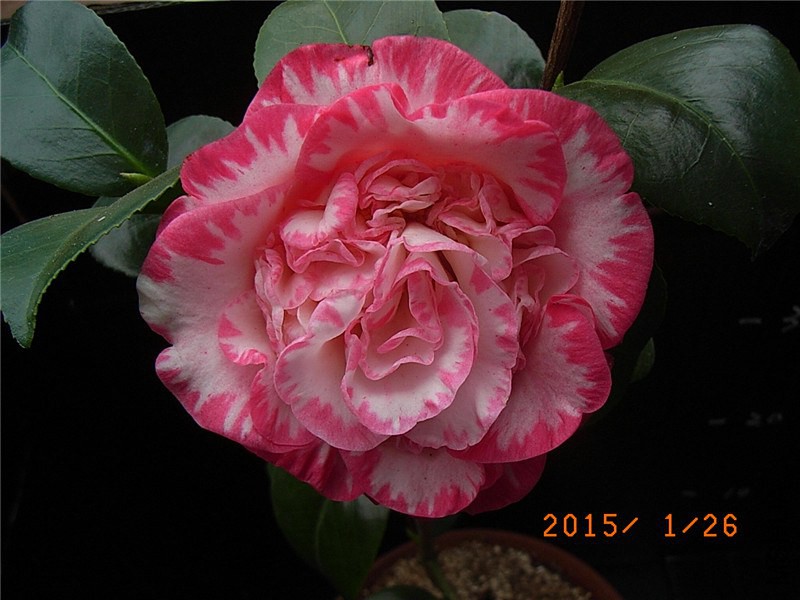 RIMG0309.JPG