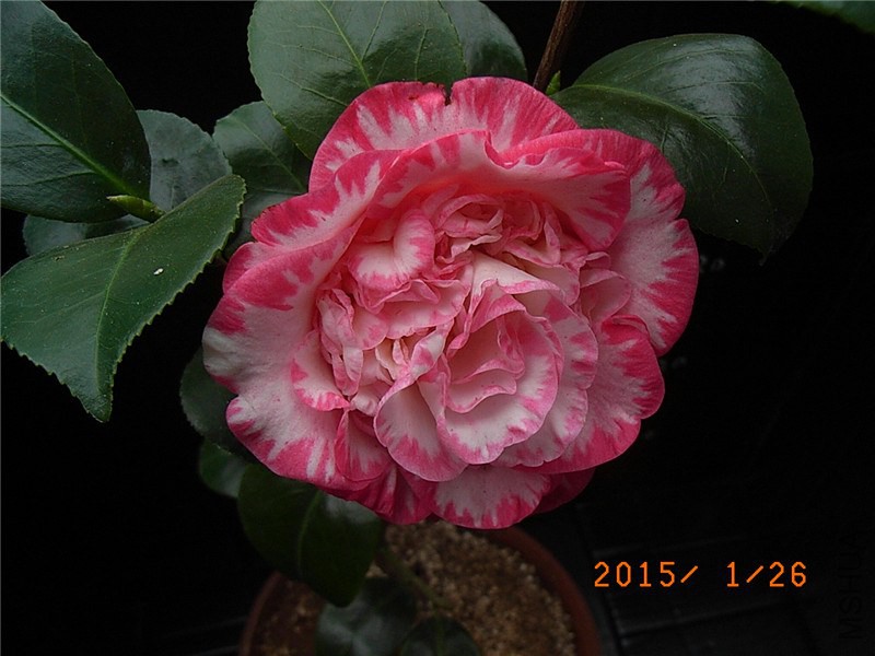 RIMG0310.JPG