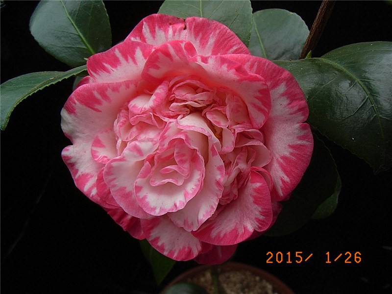 RIMG0313.JPG