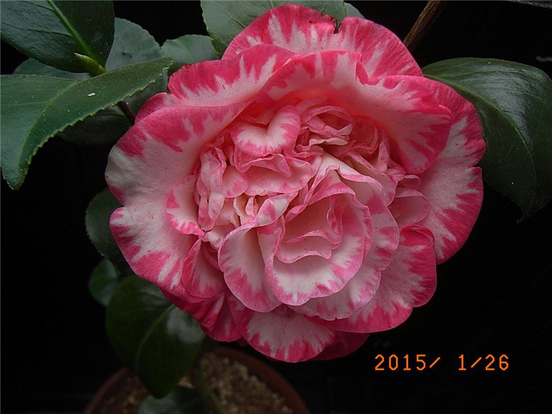 RIMG0314.JPG
