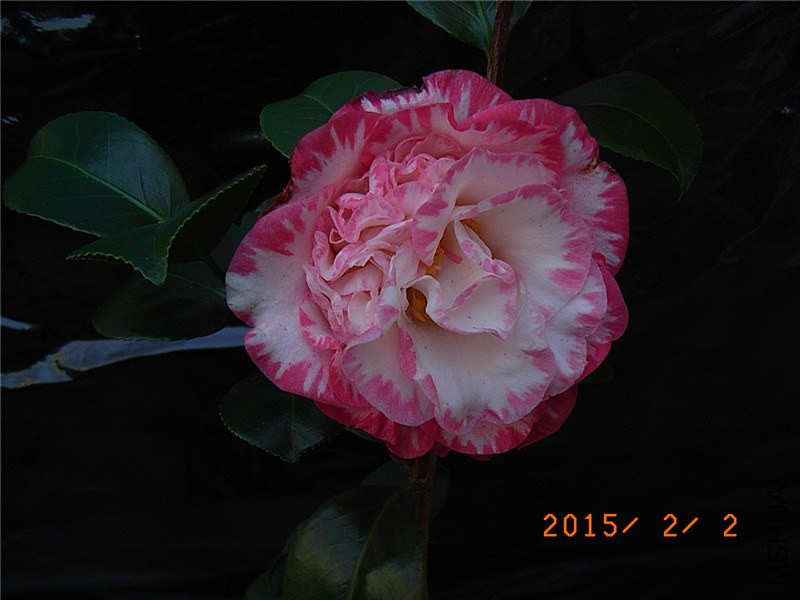 RIMG0001.JPG