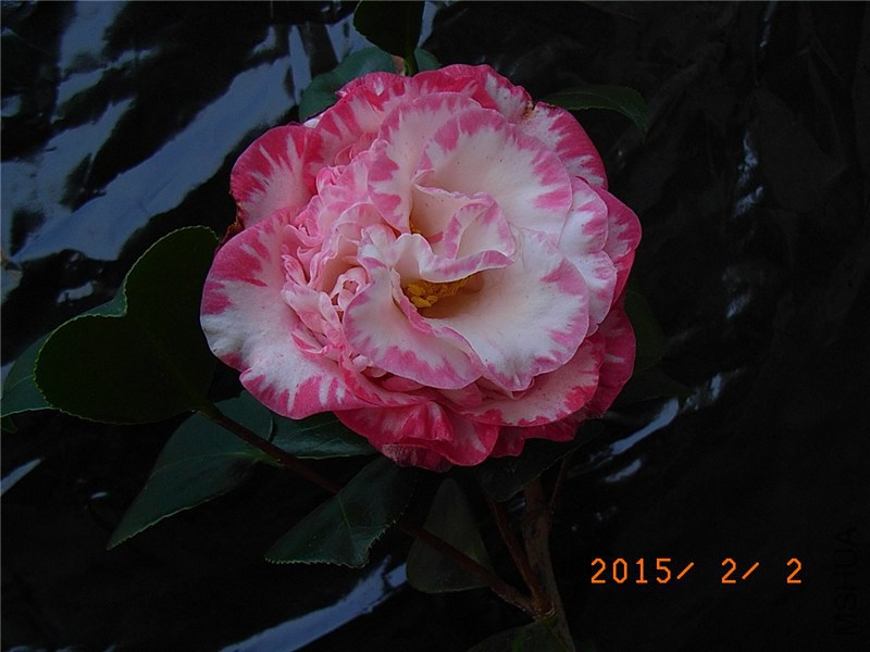 RIMG0004.JPG