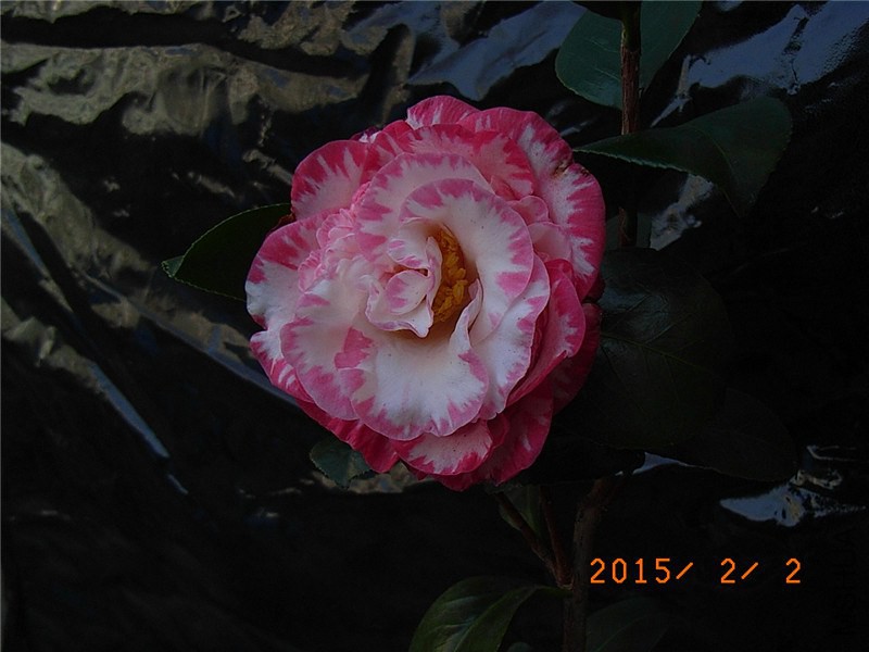 RIMG0006.JPG