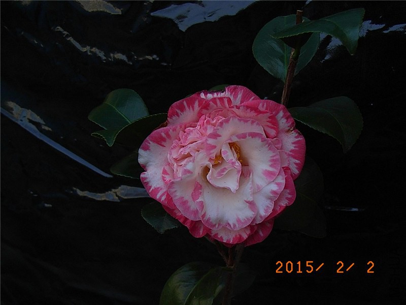 RIMG0007.JPG