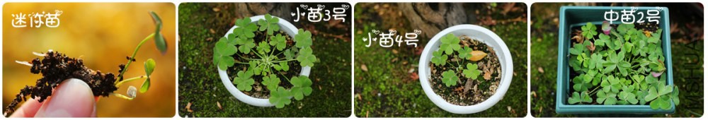 IMG_9961_����_����.jpg