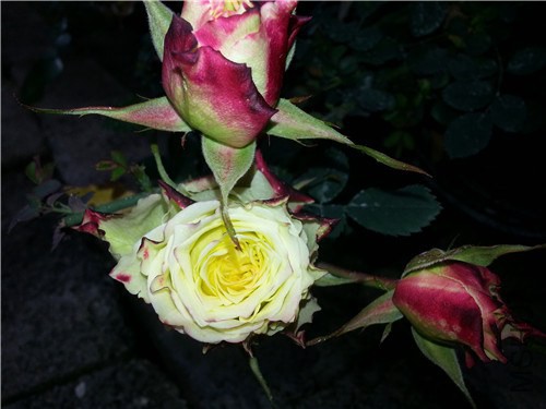 20150203_150743.jpg