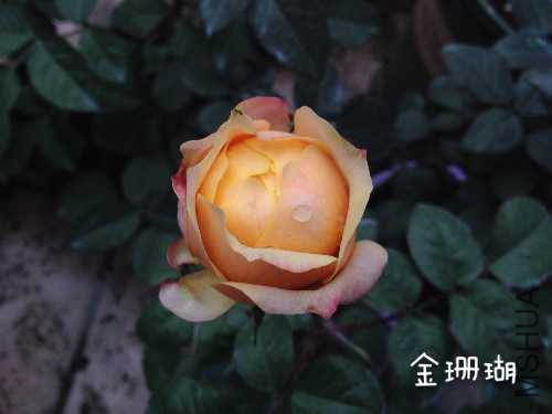 image.jpg