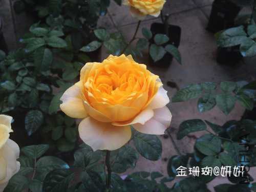 image.jpg