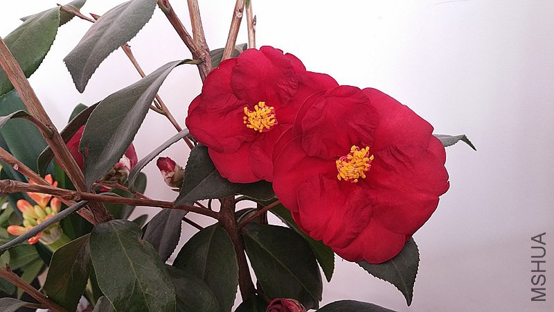 �½��ļ���20150204_110345_����.jpg