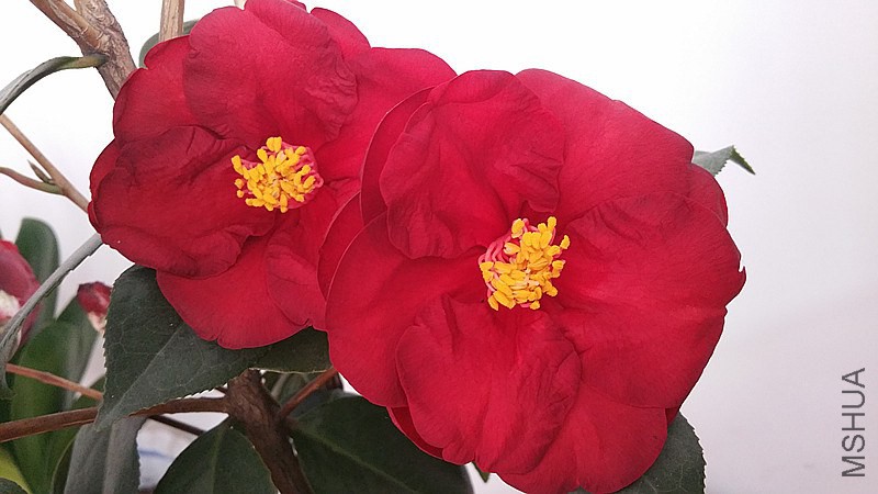 �½��ļ���20150204_110401_����.jpg