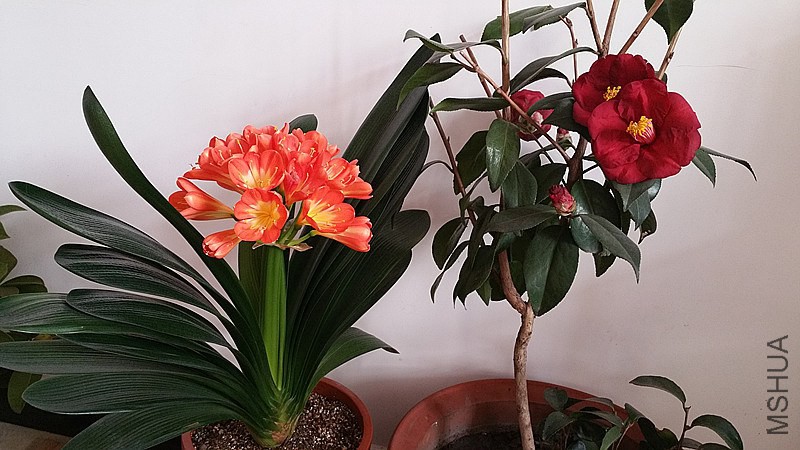 �½��ļ���20150204_111146_����.jpg