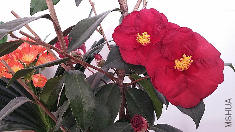 �½��ļ���20150204_111052_����.jpg