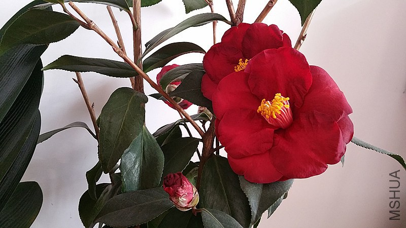 �½��ļ���20150204_111320_����.jpg