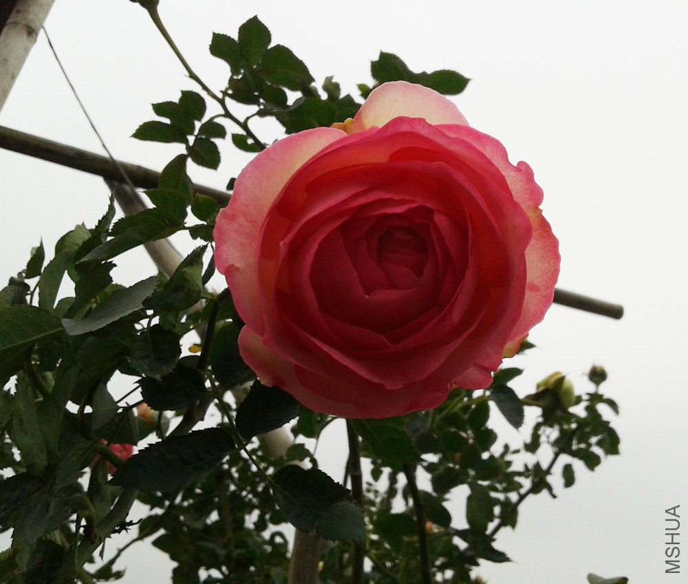 20150131_122920.jpg