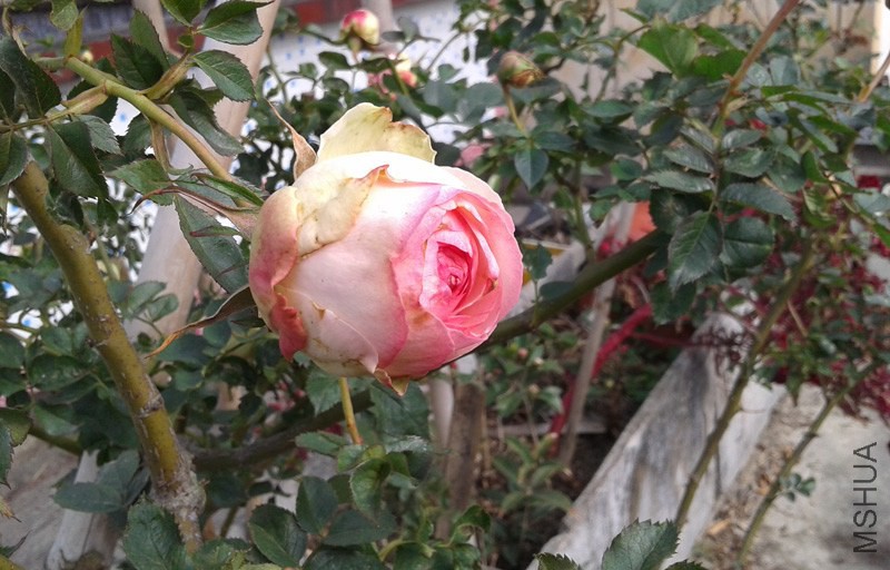 20150131_145729.jpg