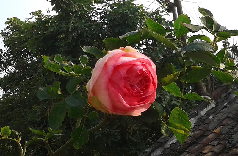 20150131_162445.jpg
