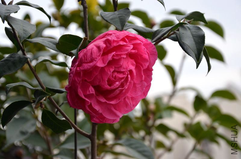 DSC_2803.JPG