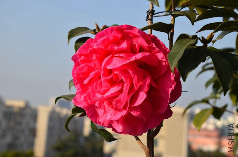DSC_2808.JPG