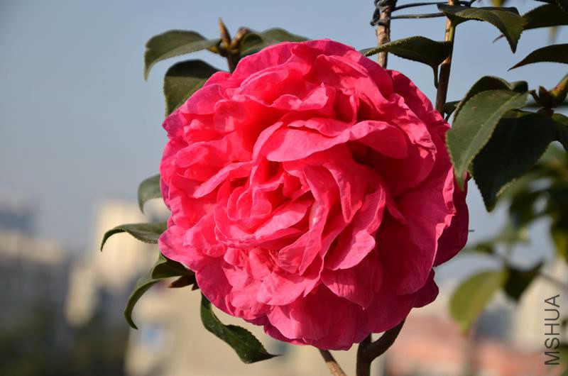DSC_2809.JPG
