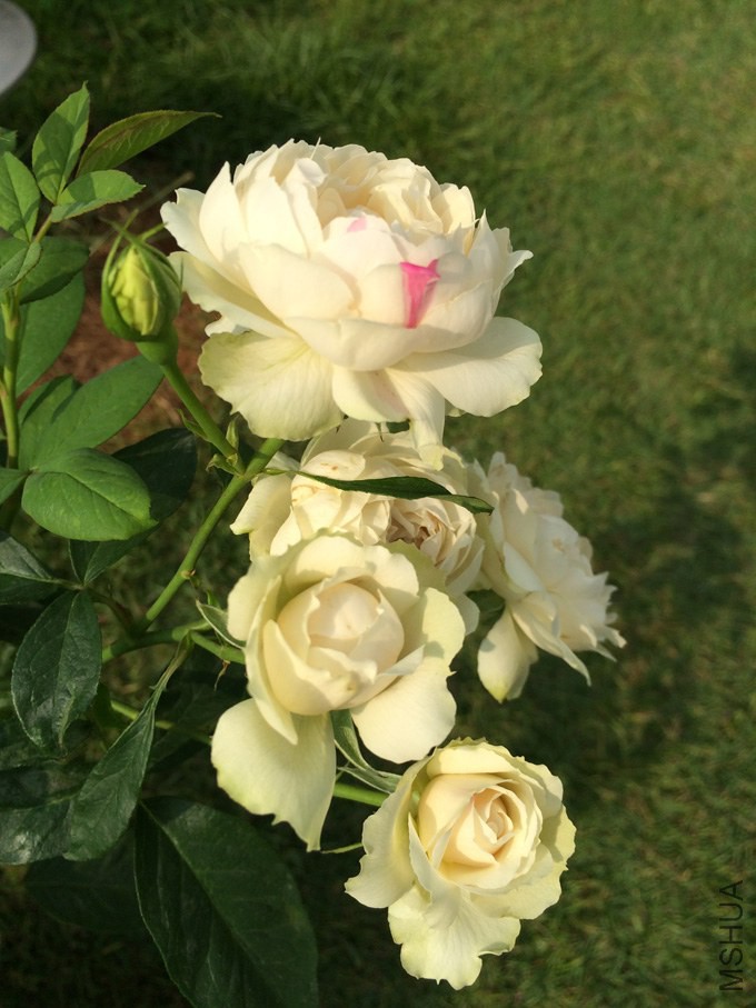 ���Ҳ�ݮ����