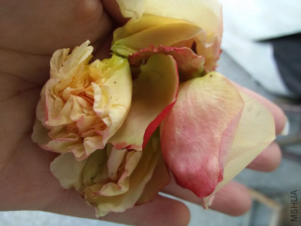 QQͼƬ20150205161125.jpg