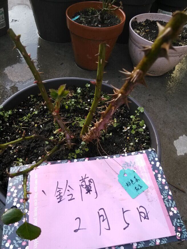 ��ɫ�軨Ů.jpg