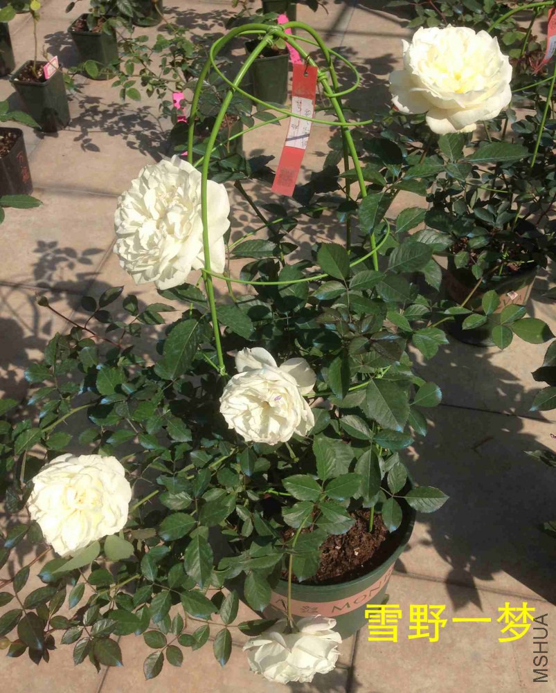 IMG_0778_����.jpg