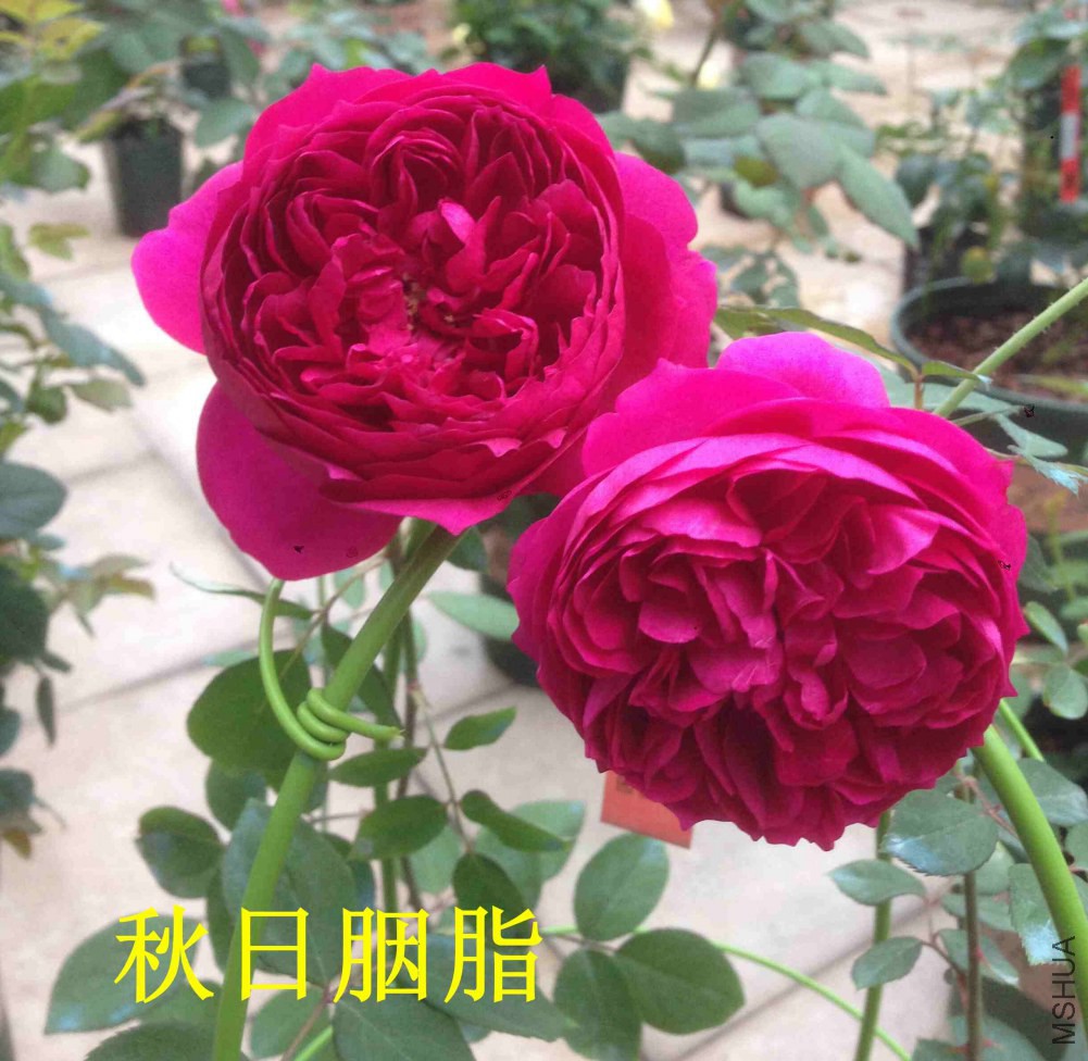 QQͼƬ20150205173444_����.jpg