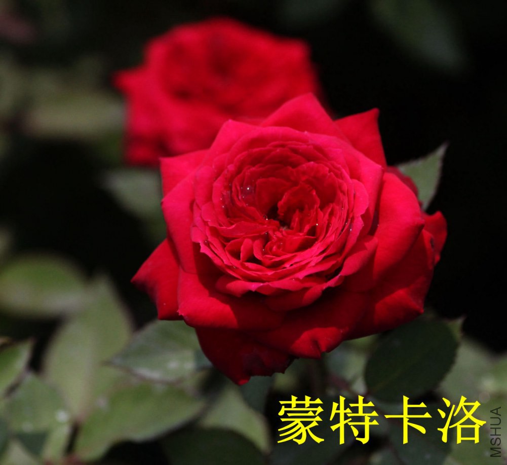 6d32b7e8jw1eili8qi3m8j21kw11xwk2_����.jpg
