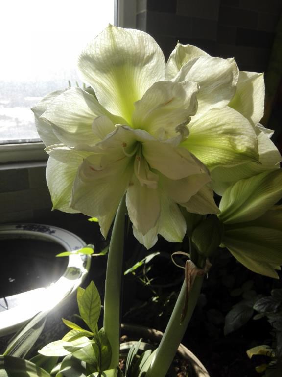 IMG_20150204_125838.jpg