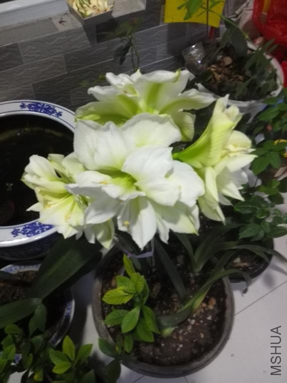 IMG_20150205_201036.jpg
