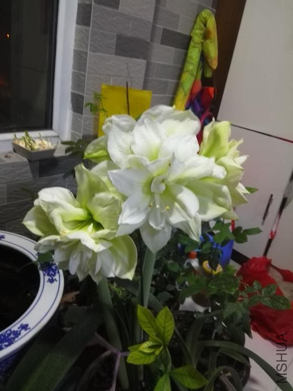 IMG_20150205_201041.jpg