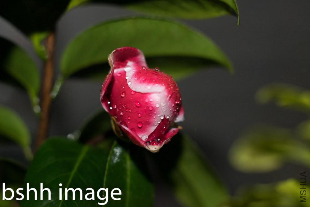 20130520-DSC09707.jpg