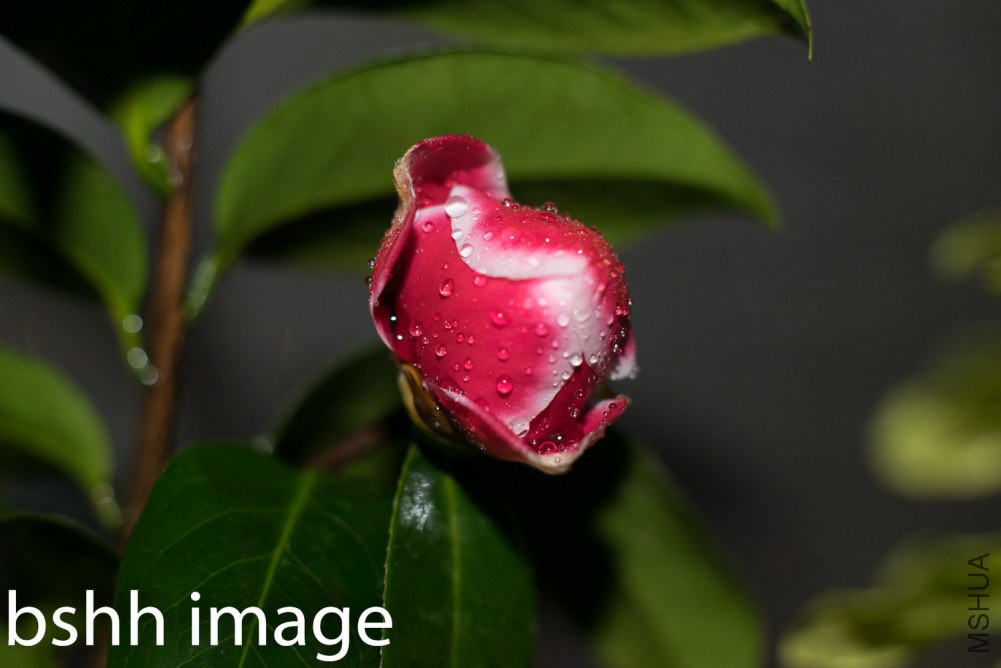 20130520-DSC09699.jpg