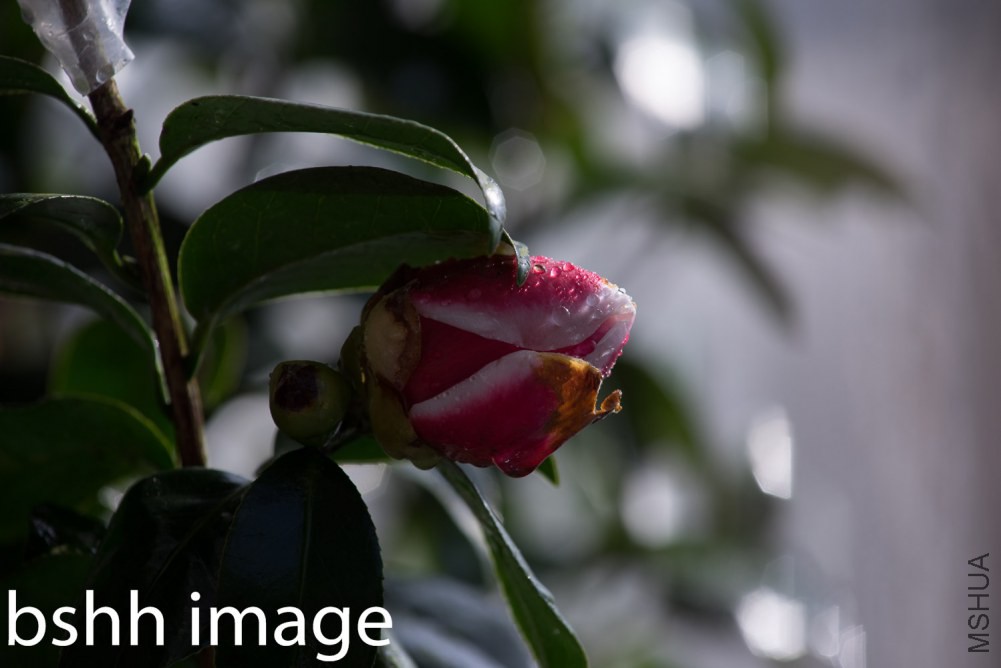 20130423-DSC09676.jpg
