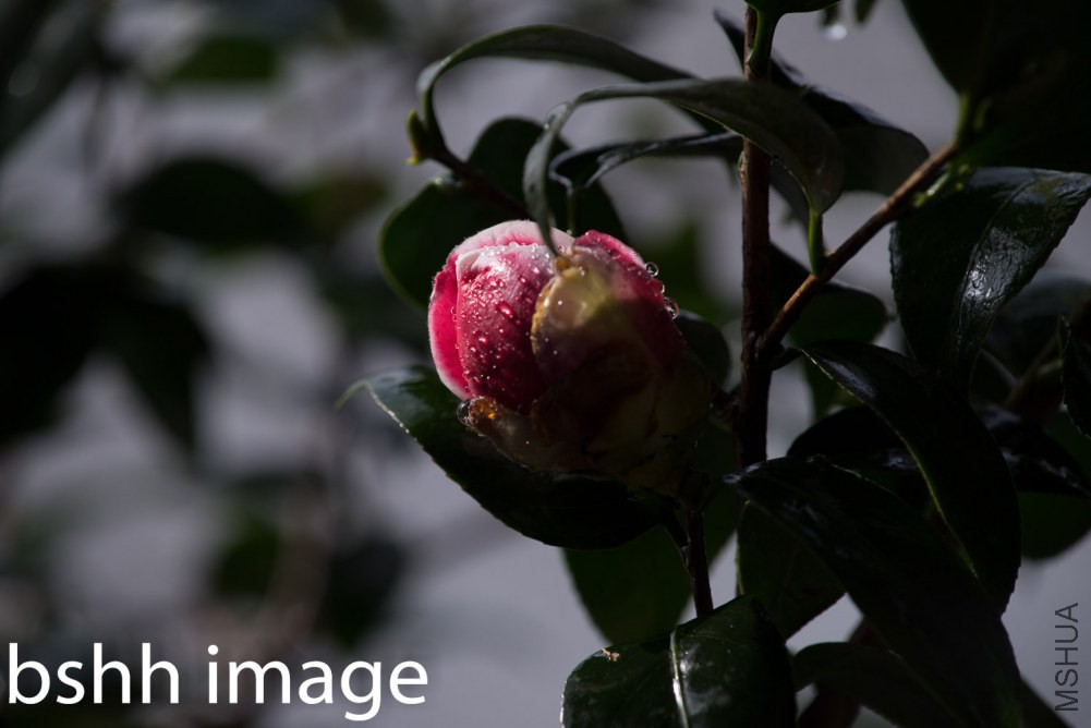 20130423-DSC09673.jpg
