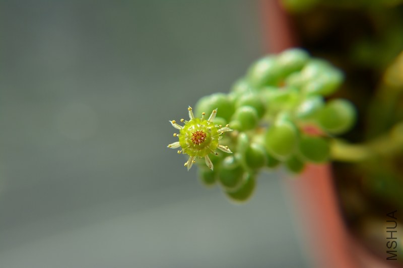 DSC_0737.JPG
