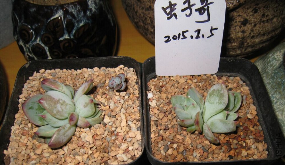 1��˫ͷ������4cm���ң�15Ԫһ��