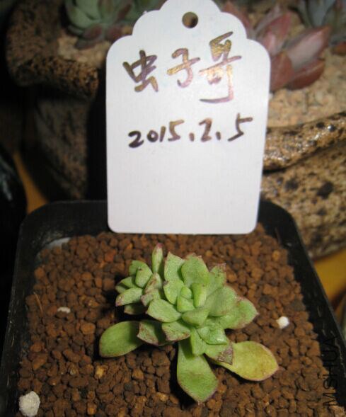 2����ƤѼ3ͷ4cm���ң�5Ԫ