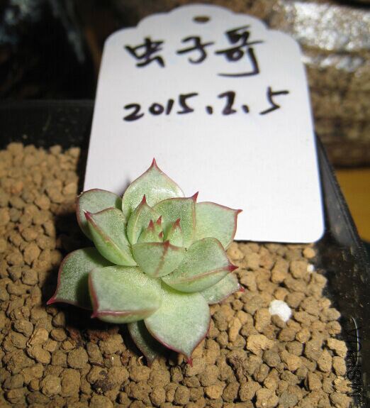 4�����Ȱ���2.5cm��20Ԫ
