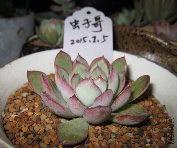 8������ҹ7cm,24Ԫ
