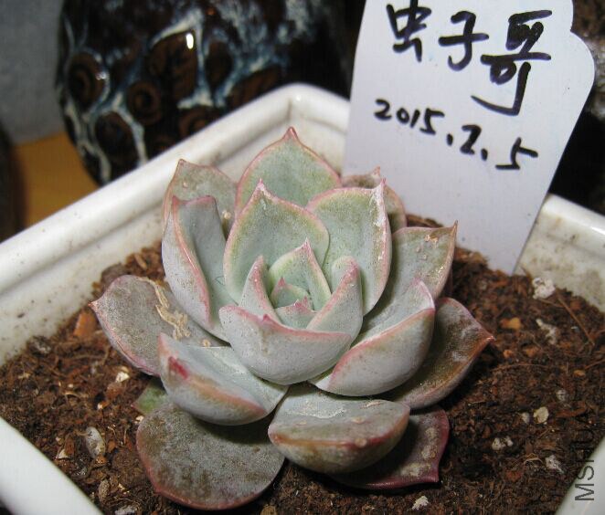 10���ư���5.5CM��30Ԫ