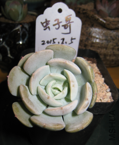14����³ʯ����׮6cm,�ײ���С����16Ԫ
