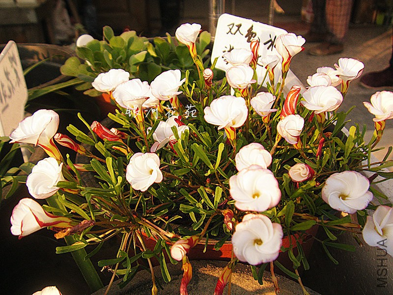 DSCF0517_����.jpg