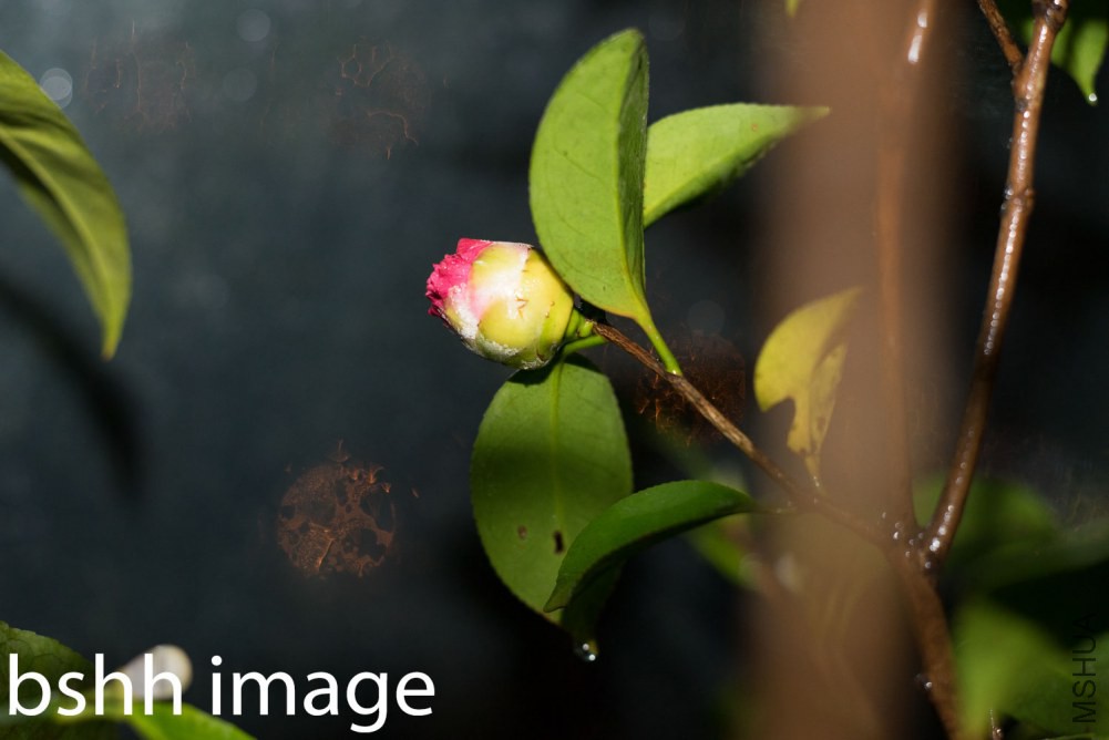 20130520-DSC09702.jpg